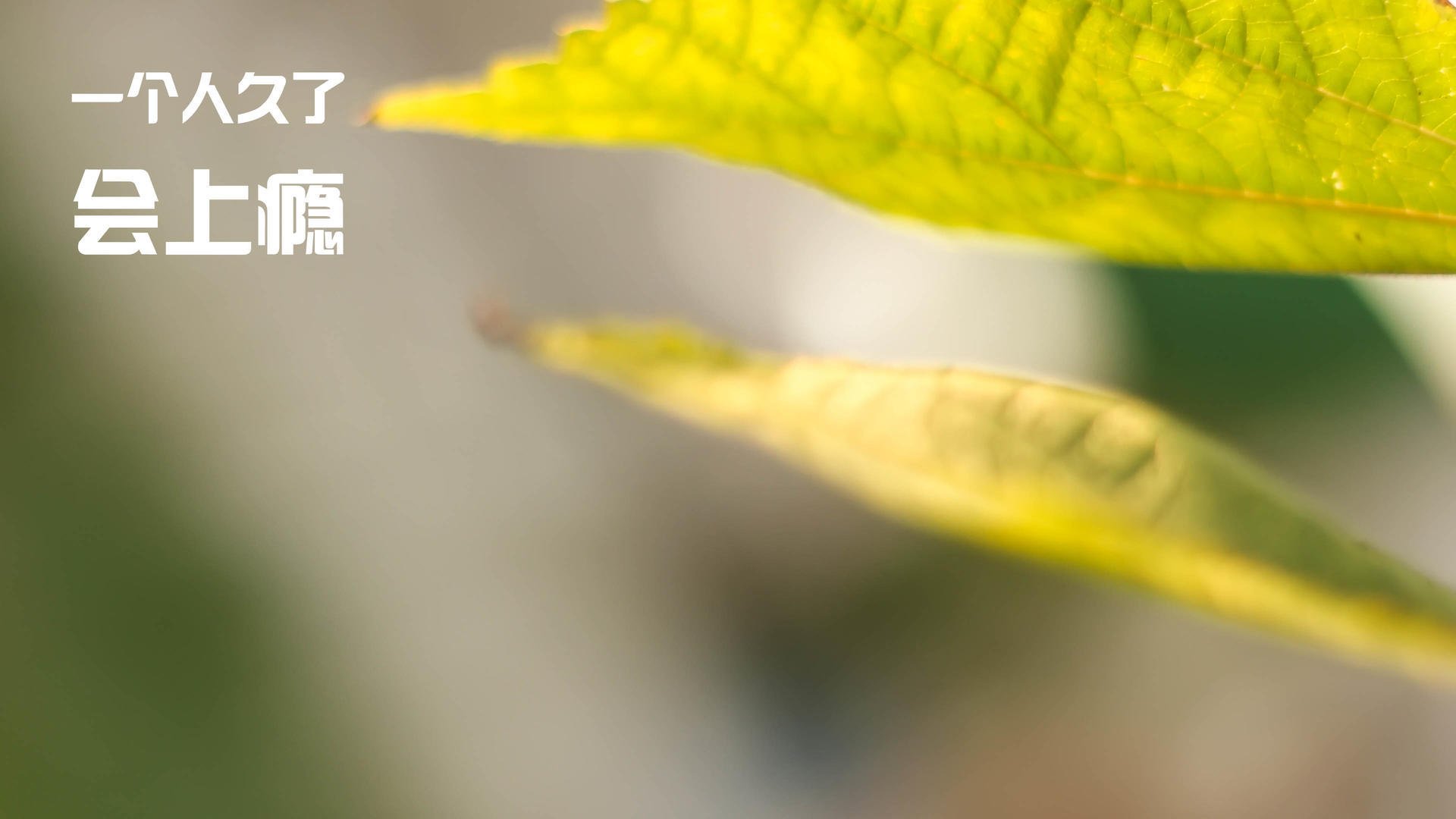 九游娱乐官方网站-凯尔特人硬仗力克老鹰，英格拉姆关键先生闪耀全场