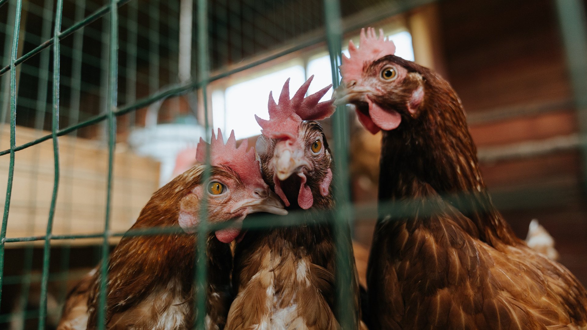 九游APP-灰熊的利爪与F1的油门,当终结与接管在竞技场同时上演