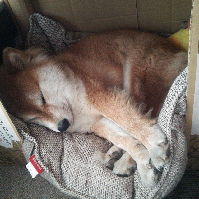 九游体育APP下载-铁壁阿尔瓦雷斯统治全场,袋鼠军团力压苏格兰取关键胜利