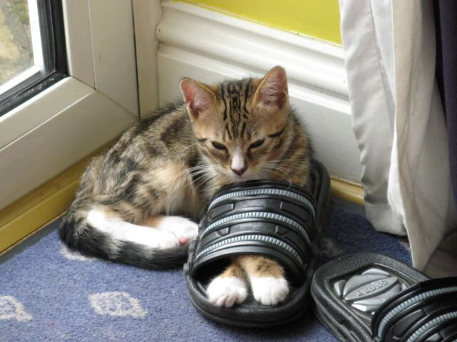 九游娱乐网页-一剑封喉，浓眉冠军级表现主宰赛场，北京队攻防完胜深圳诠释团队真谛